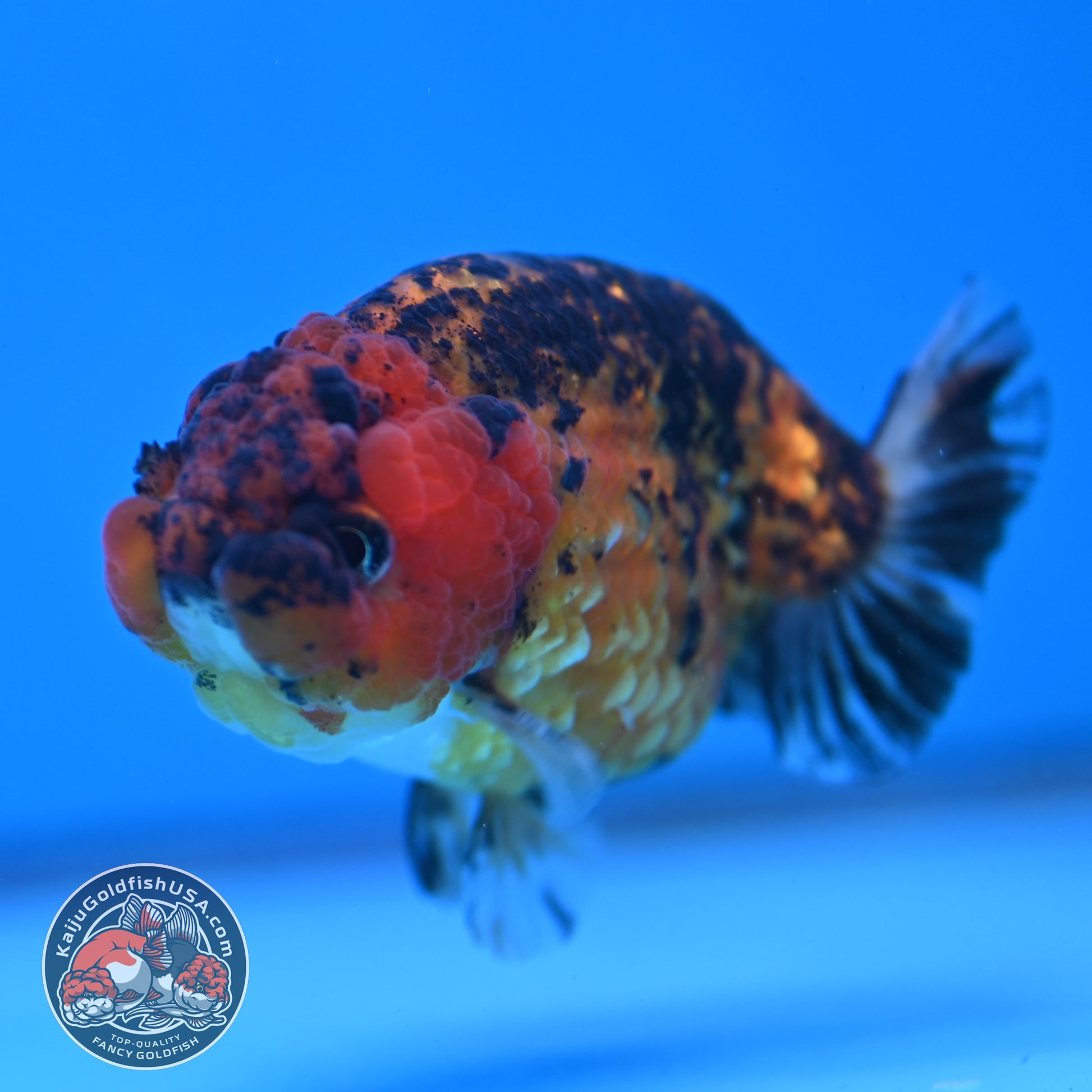 Tiger Ranchu 3.5 inch Body (260116_RC09)
