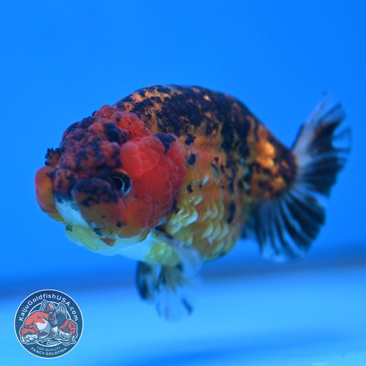 Tiger Ranchu 3.5 inch Body (260116_RC09)