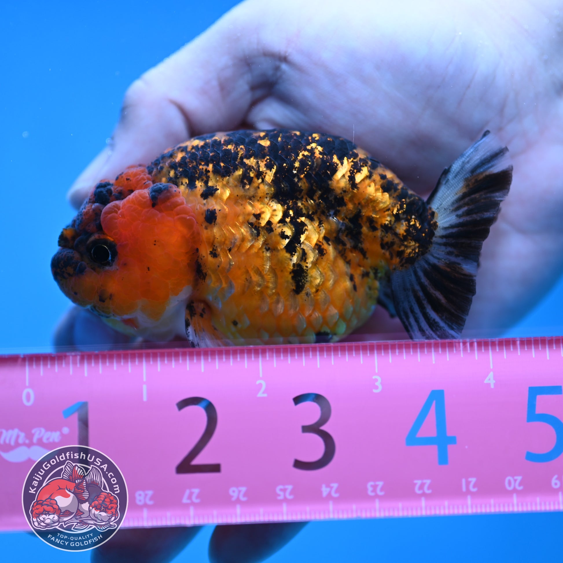 Tiger Ranchu 3.5 inch Body (260116_RC09)