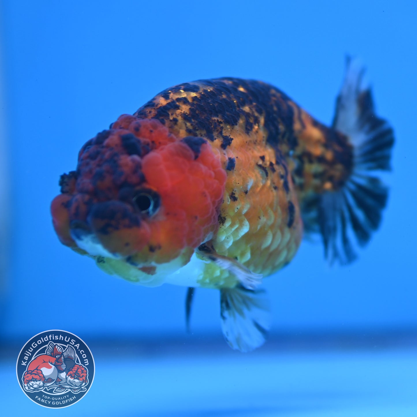 Tiger Ranchu 3.5 inch Body (260116_RC09)