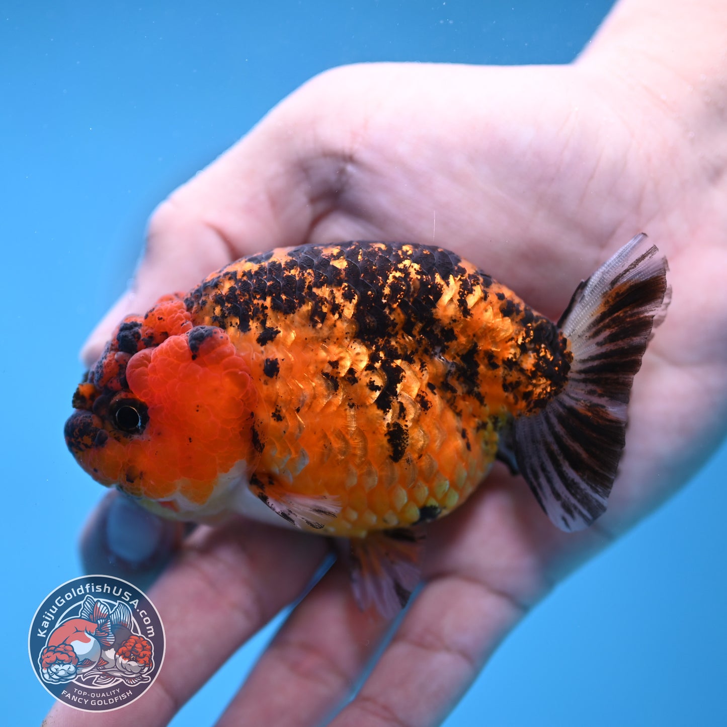 Tiger Ranchu 3.5 inch Body (260116_RC09)