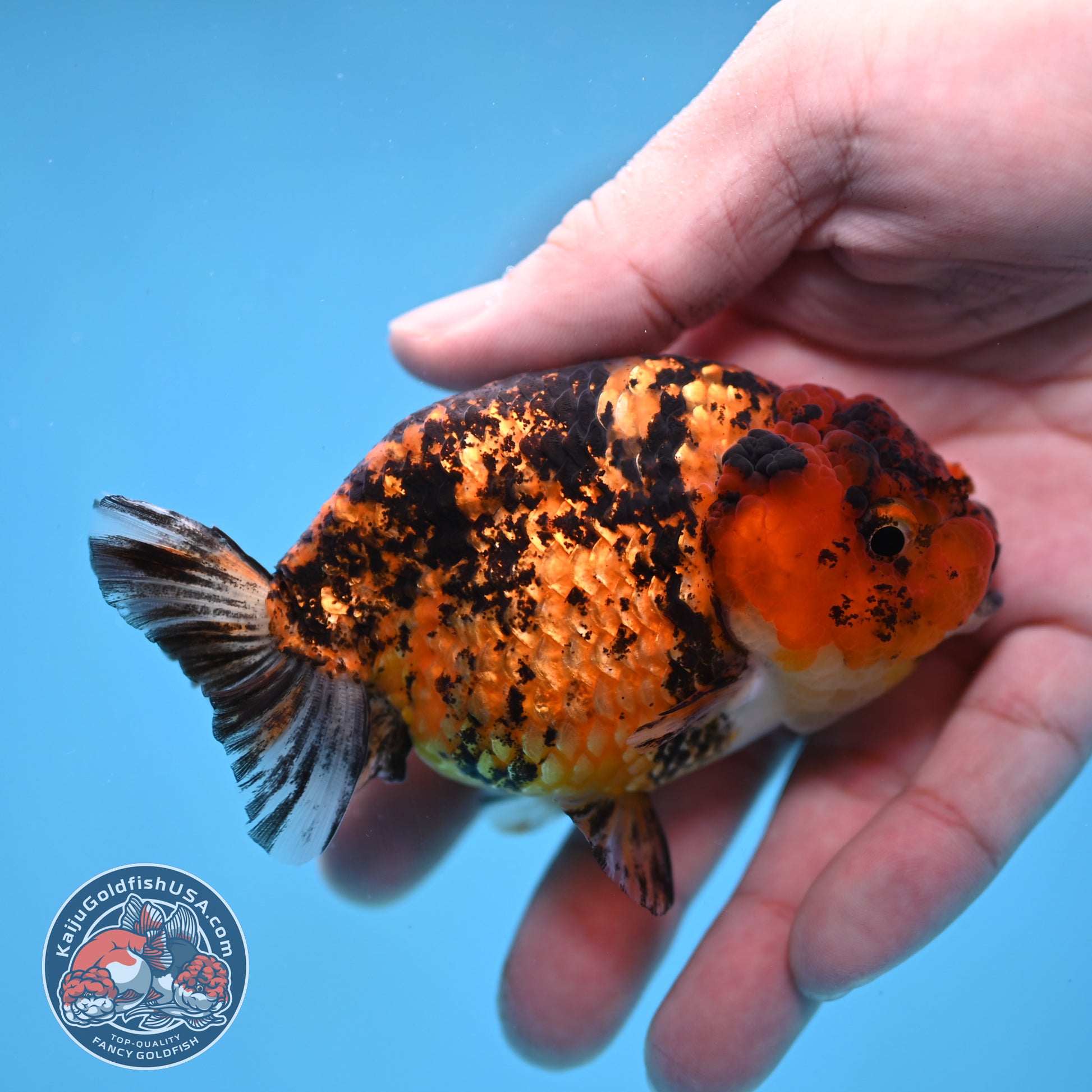 Tiger Ranchu 3.5 inch Body (260116_RC09)