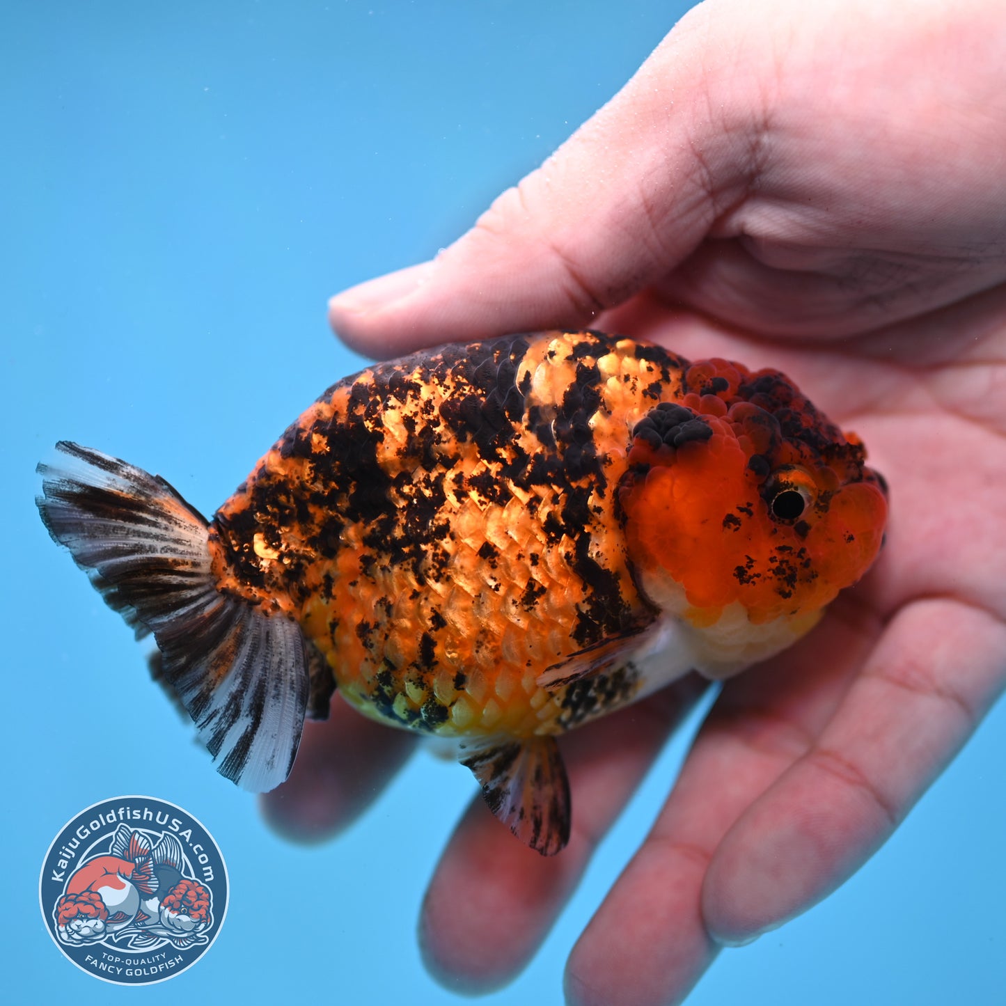 Tiger Ranchu 3.5 inch Body (260116_RC09)