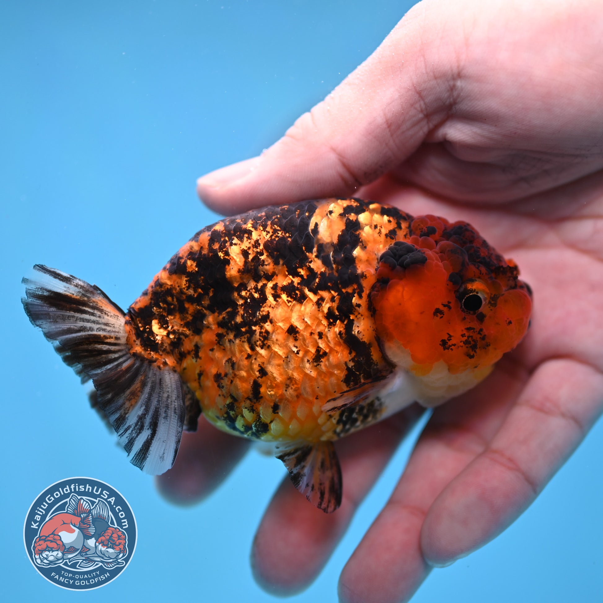 Tiger Ranchu 3.5 inch Body (260116_RC09)