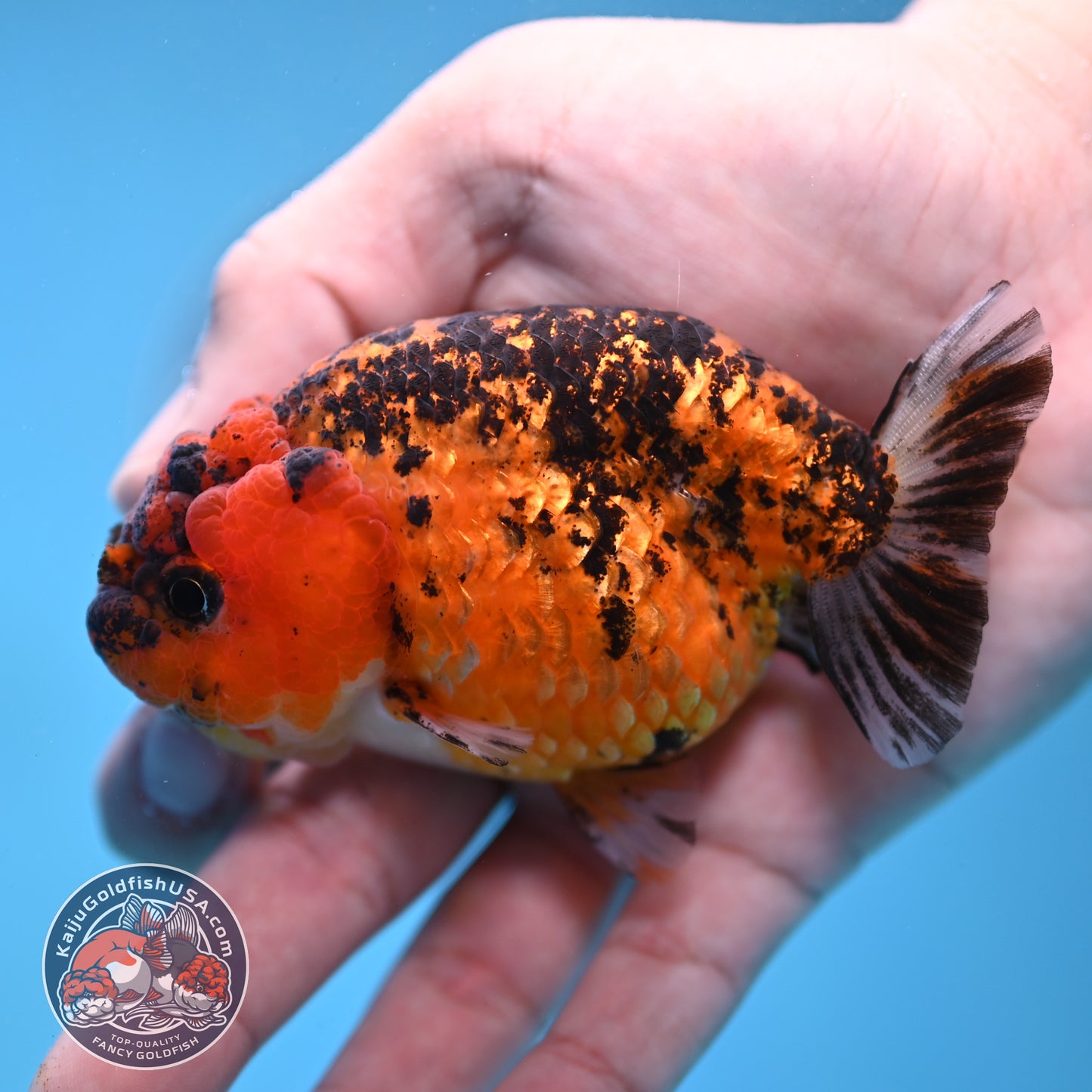 Tiger Ranchu 3.5 inch Body (260116_RC09)
