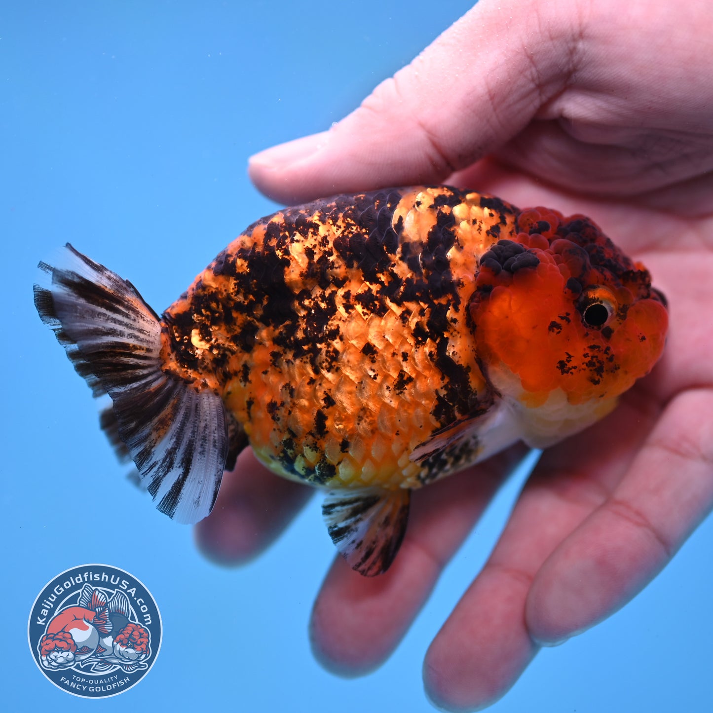 Tiger Ranchu 3.5 inch Body (260116_RC09)