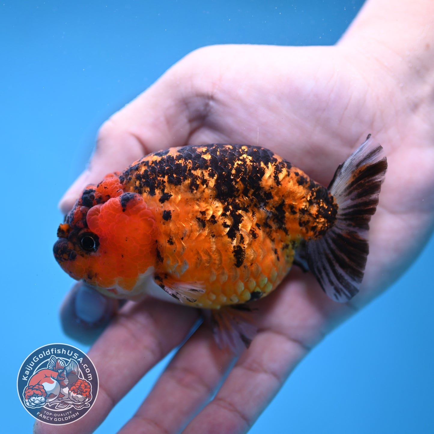 Tiger Ranchu 3.5 inch Body (260116_RC09)