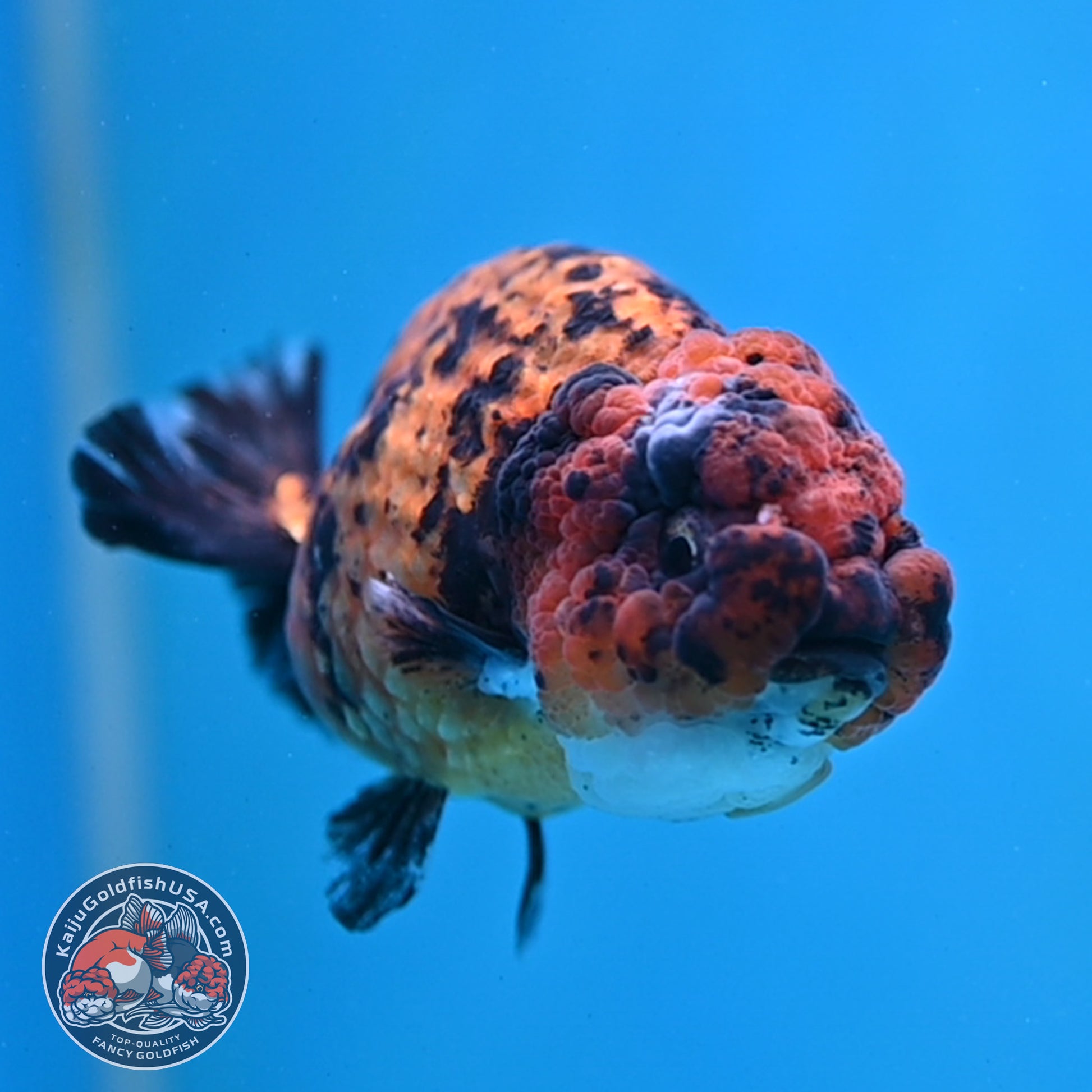 Tiger Ranchu 3.5 inch Body (260130_RC08)