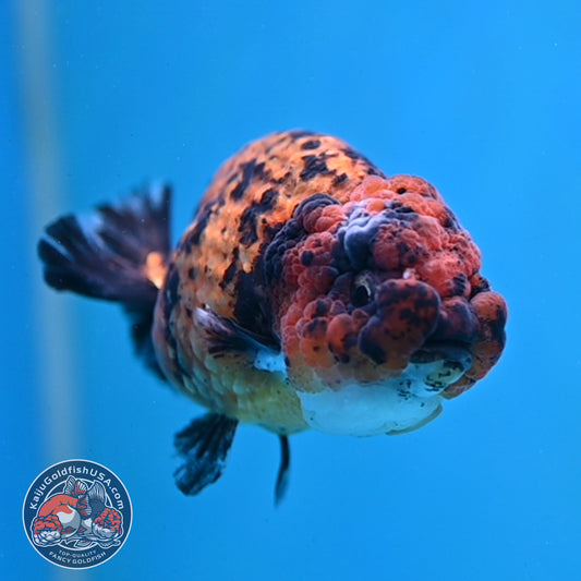 Tiger Ranchu 3.5 inch Body (260130_RC08)