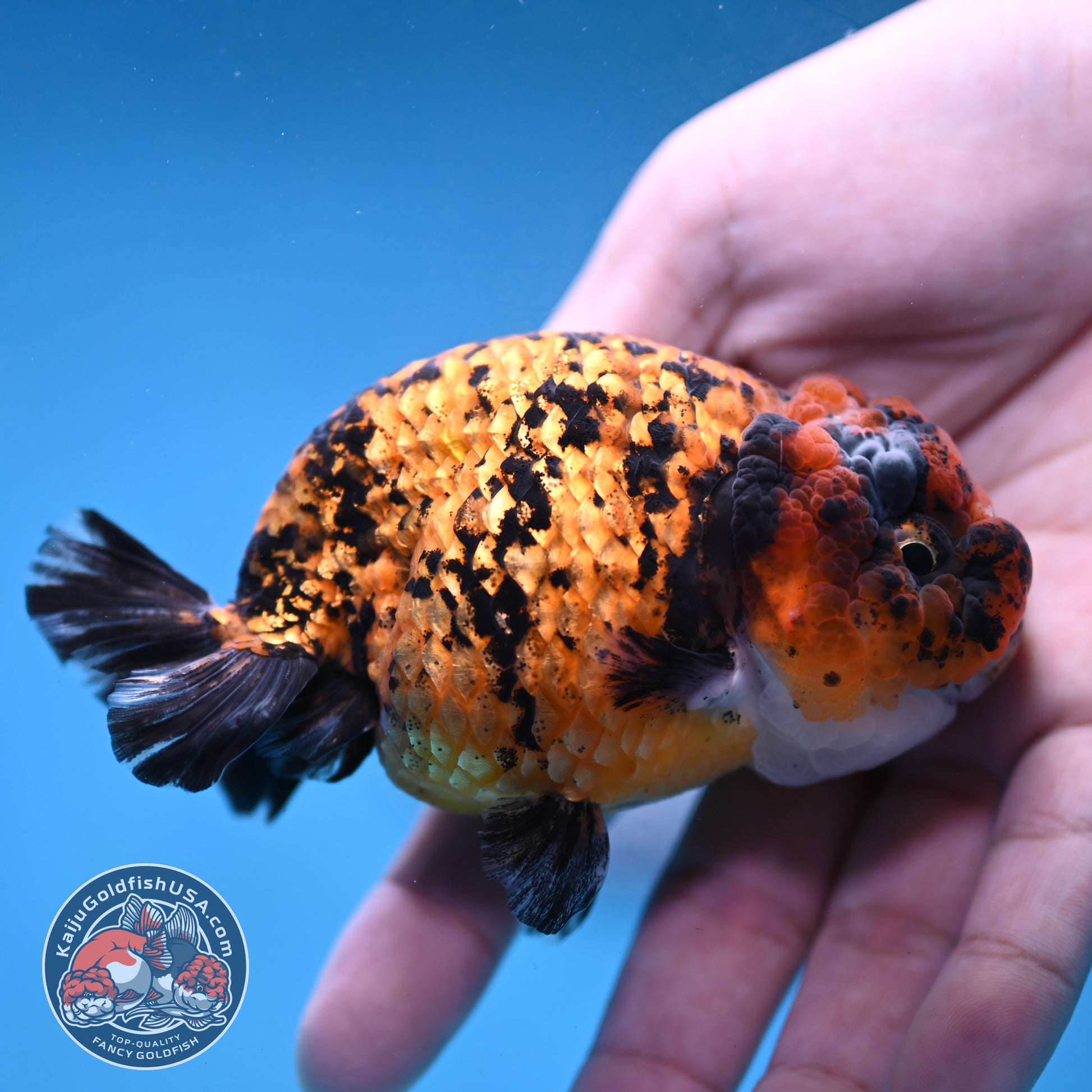 Tiger Ranchu 3.5 inch Body (260130_RC08)