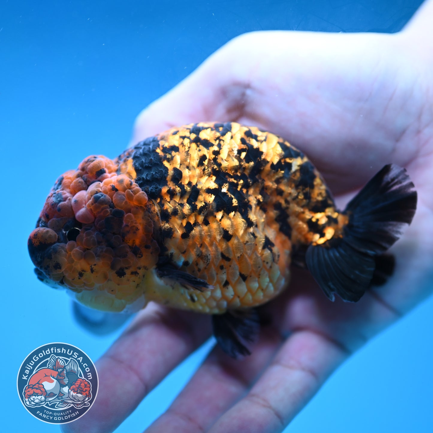 Tiger Ranchu 3.5 inch Body (260130_RC08)