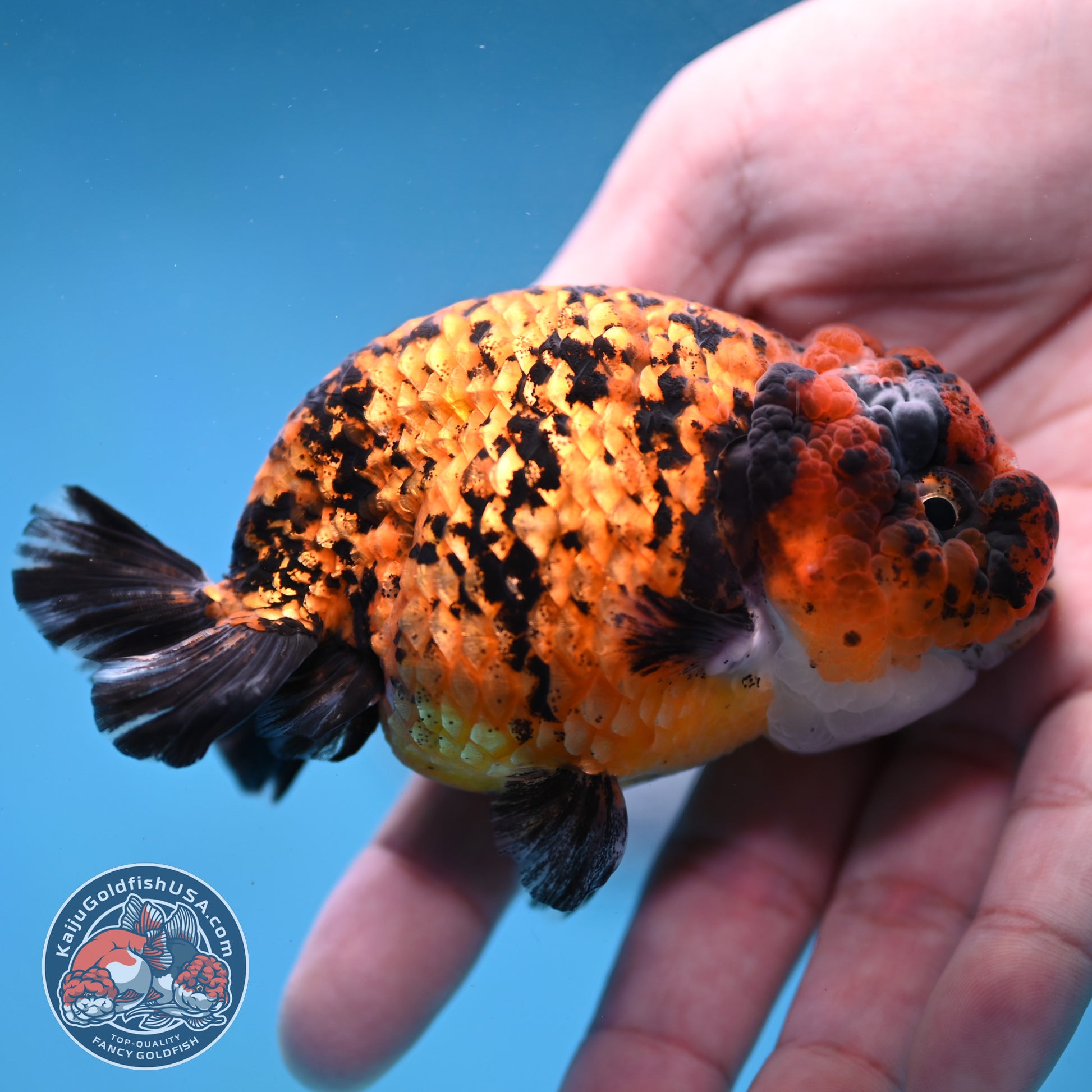 Tiger Ranchu 3.5 inch Body (260130_RC08)