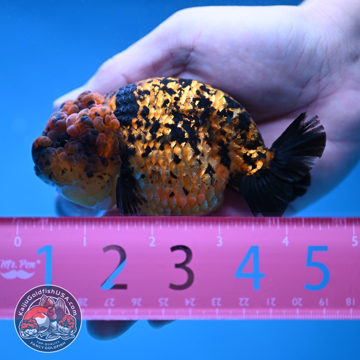 Tiger Ranchu 3.5 inch Body (260130_RC08)