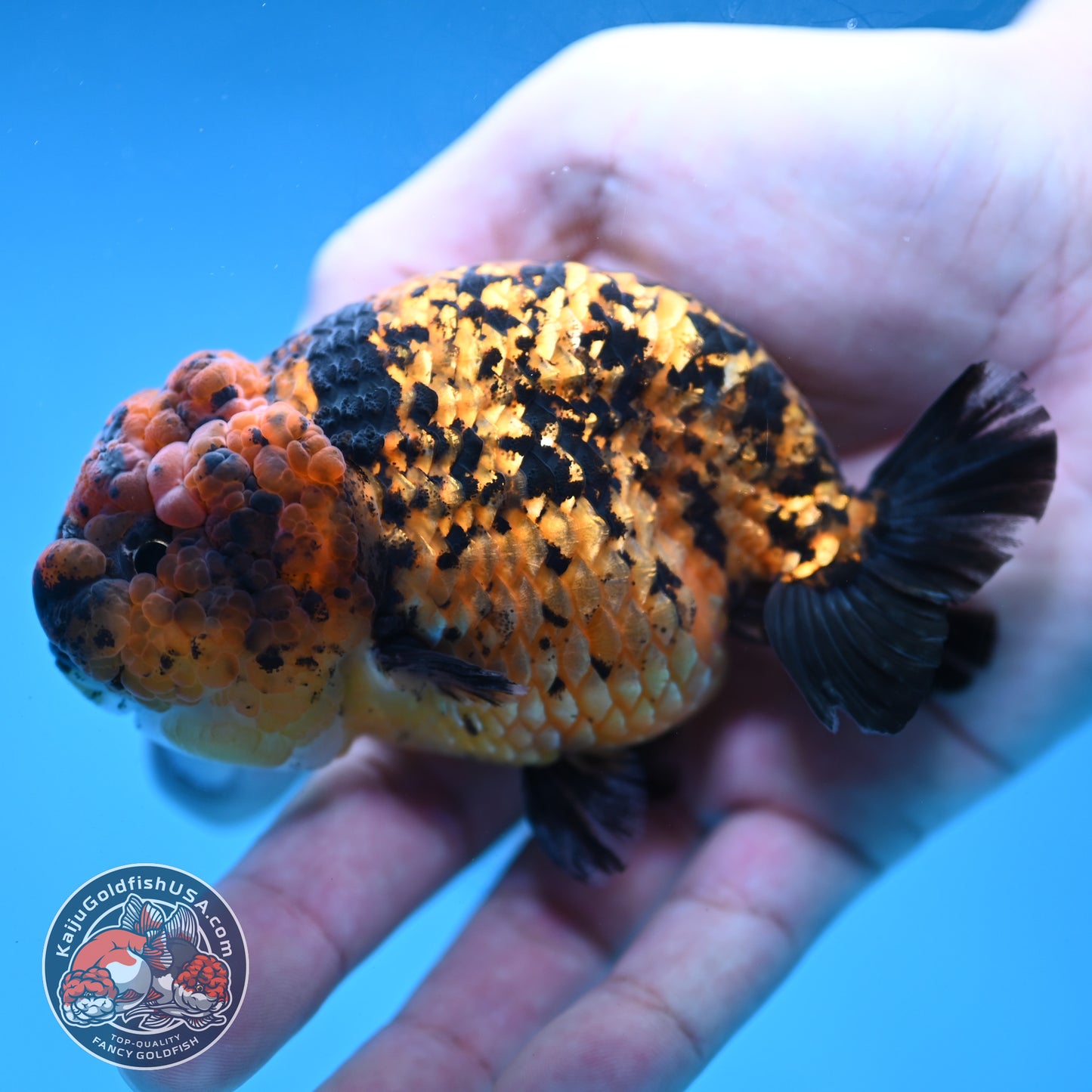 Tiger Ranchu 3.5 inch Body (260130_RC08)