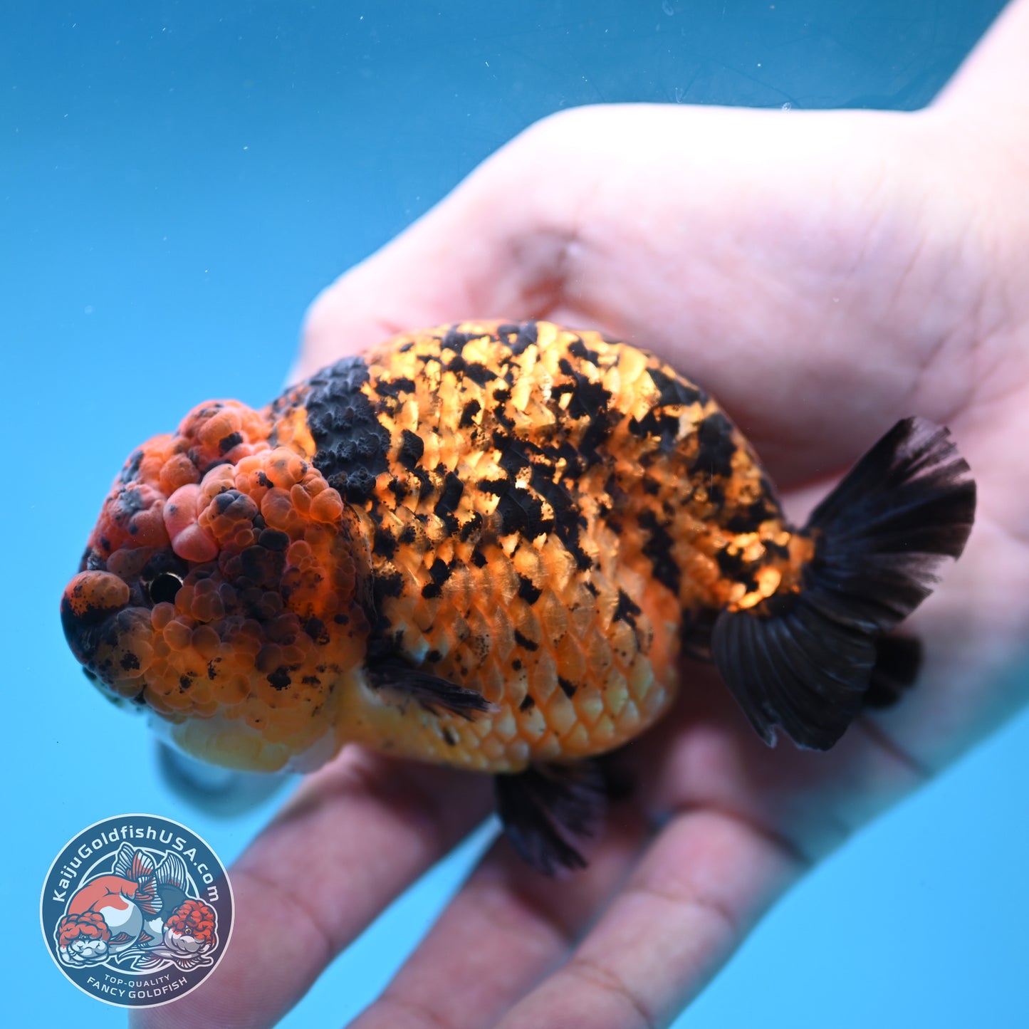 Tiger Ranchu 3.5 inch Body (260130_RC08)