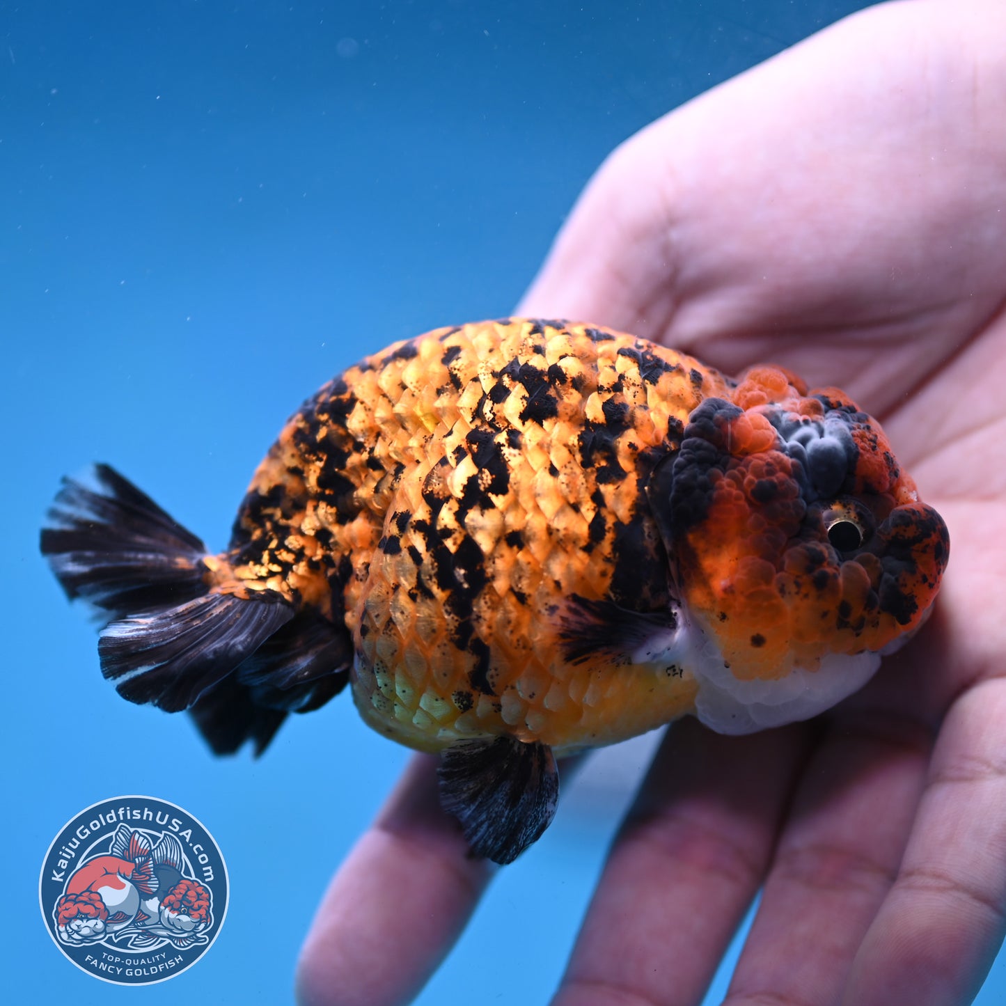 Tiger Ranchu 3.5 inch Body (260130_RC08)