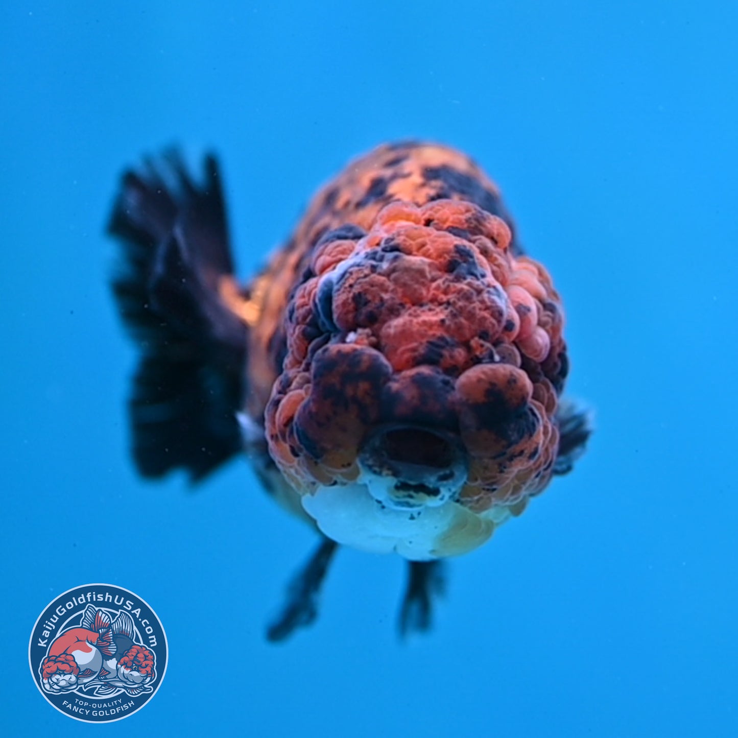 Tiger Ranchu 3.5 inch Body (260130_RC08)
