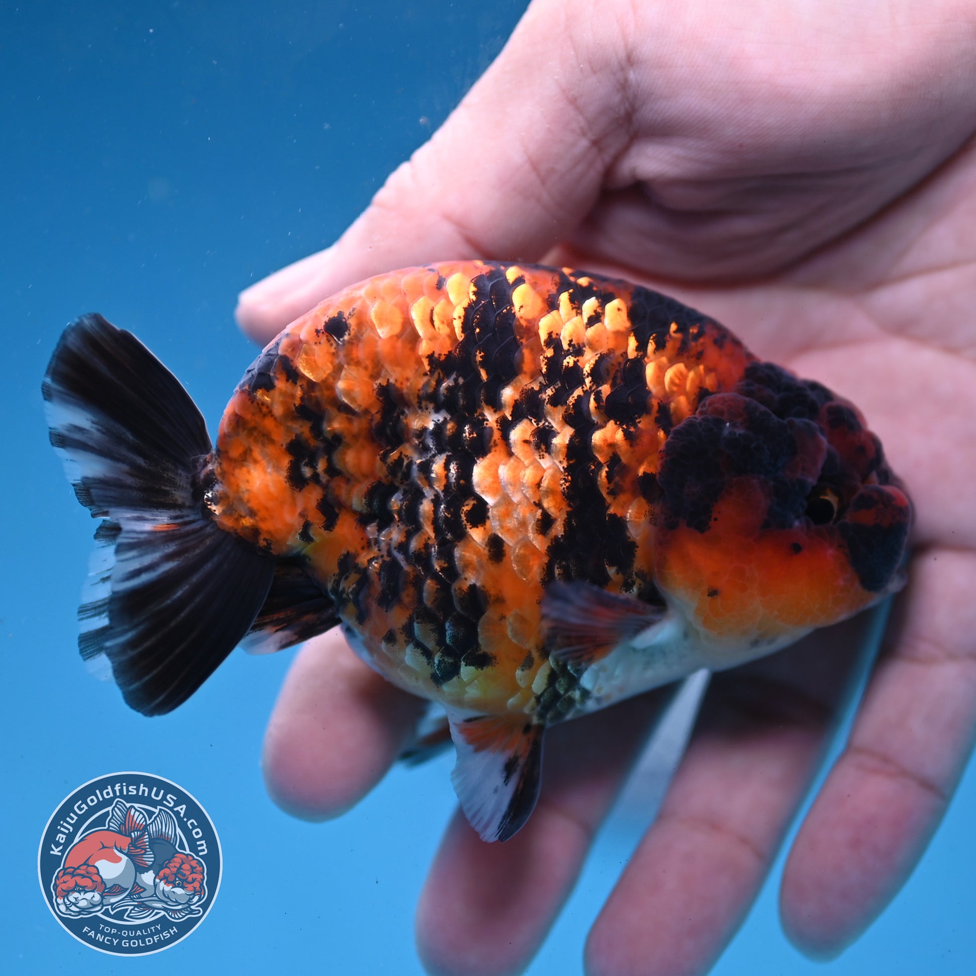 Tiger Ranchu 3.5 inch Body (260227_RC05)