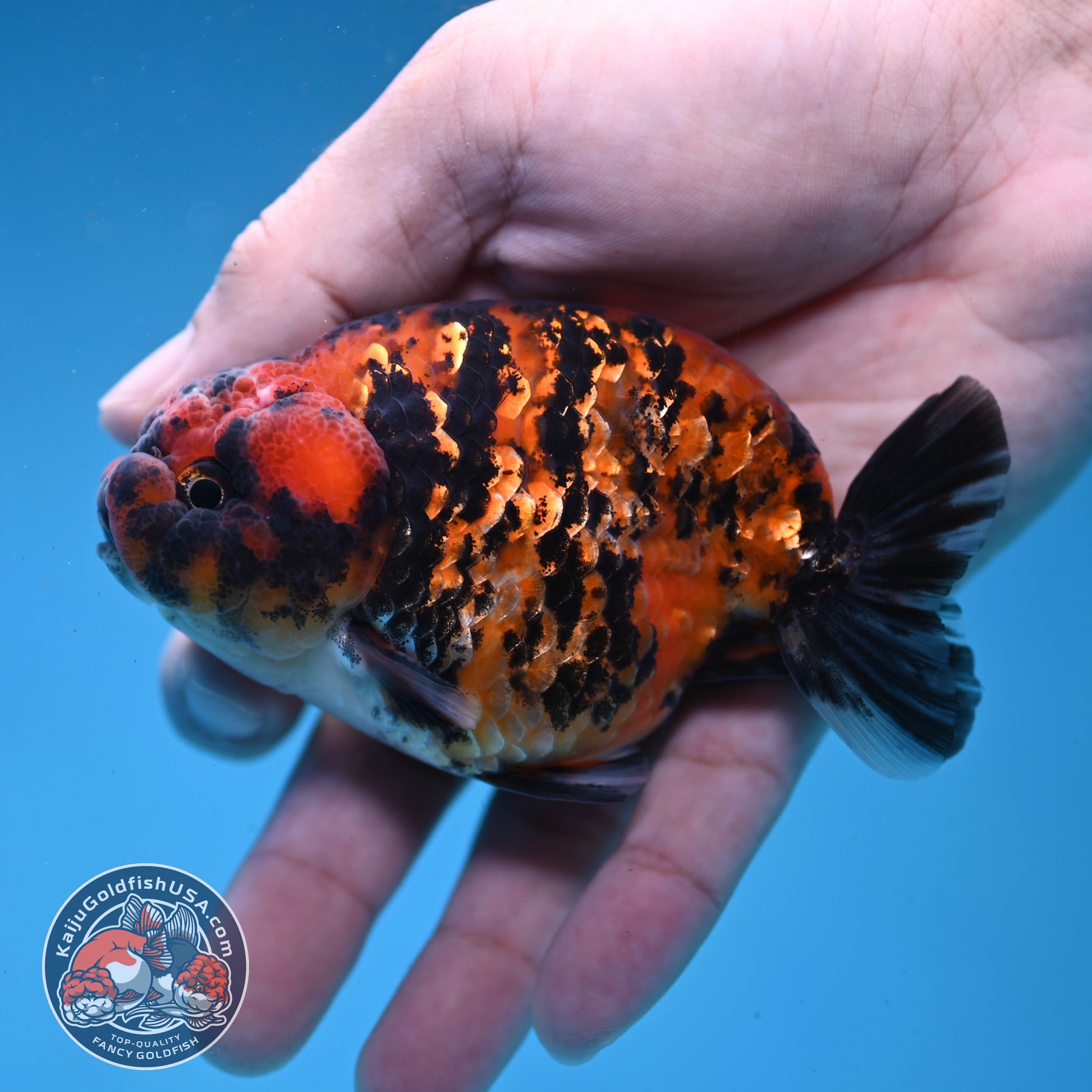 Tiger Ranchu 3.5 inch Body (260227_RC05)