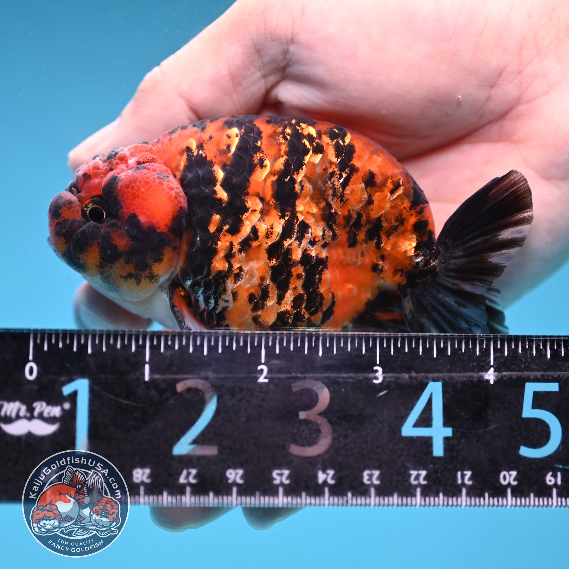 Tiger Ranchu 3.5 inch Body (260227_RC05)
