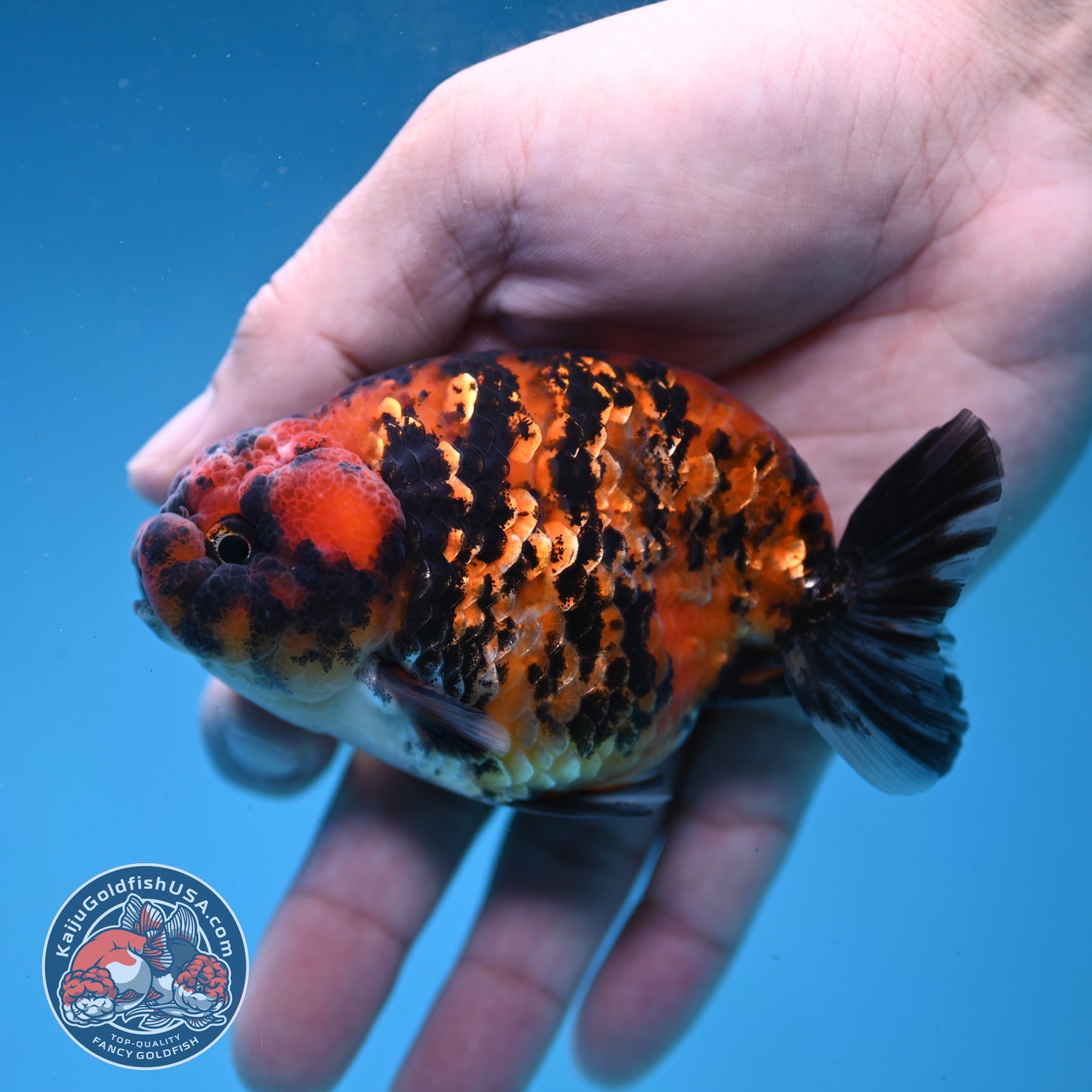 Tiger Ranchu 3.5 inch Body (260227_RC05)