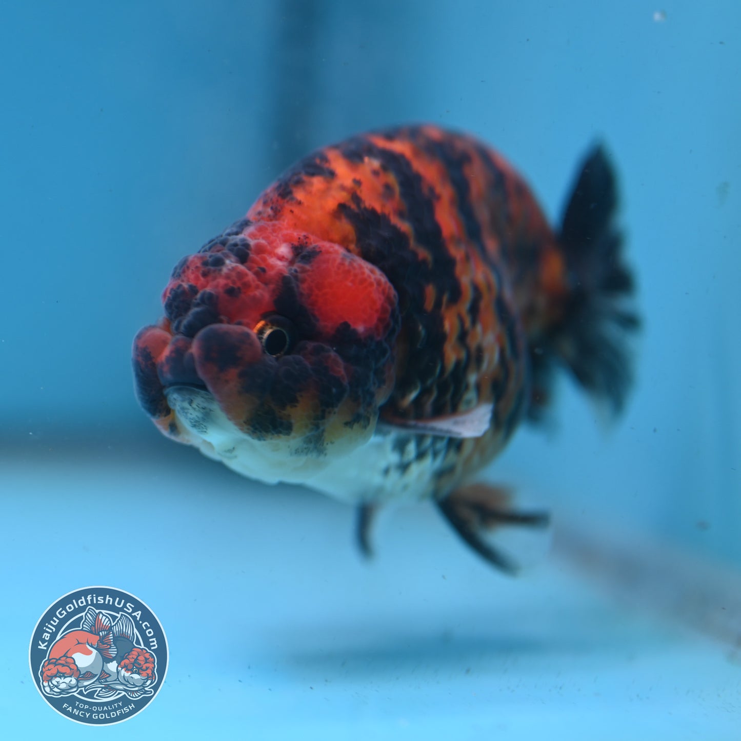 Tiger Ranchu 3.5 inch Body (260227_RC05)