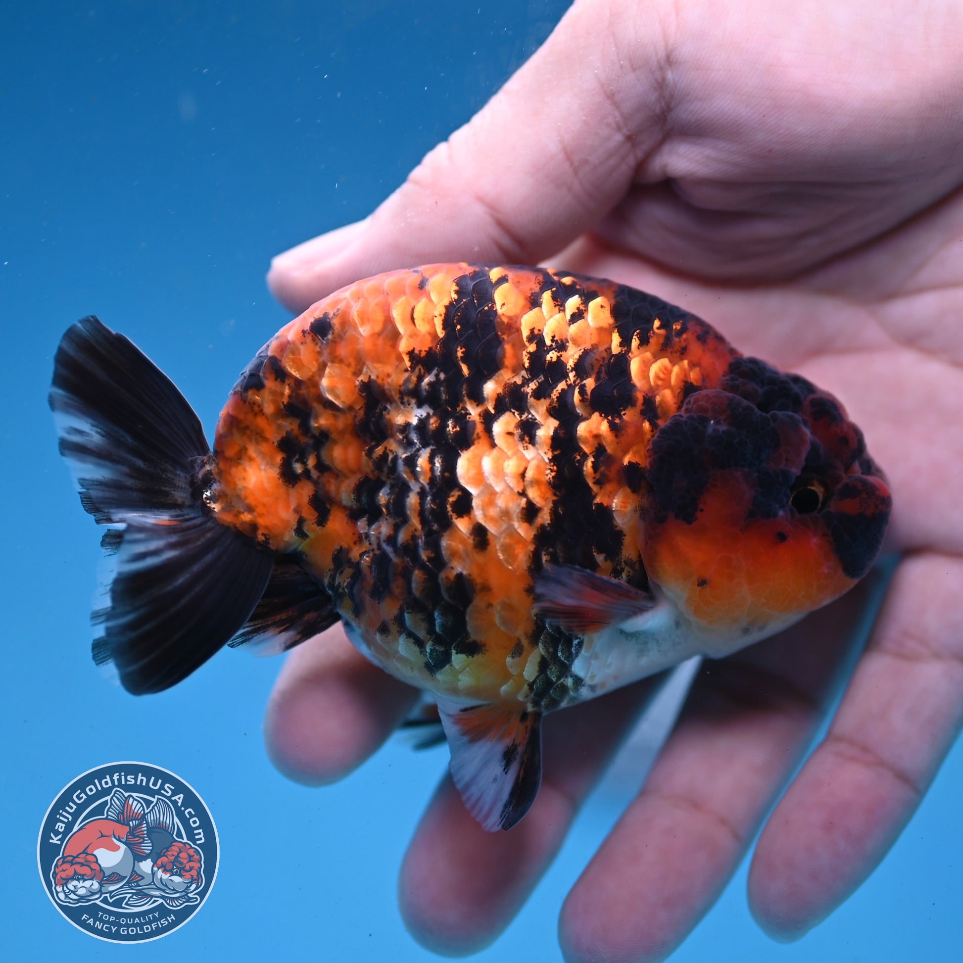 Tiger Ranchu 3.5 inch Body (260227_RC05)
