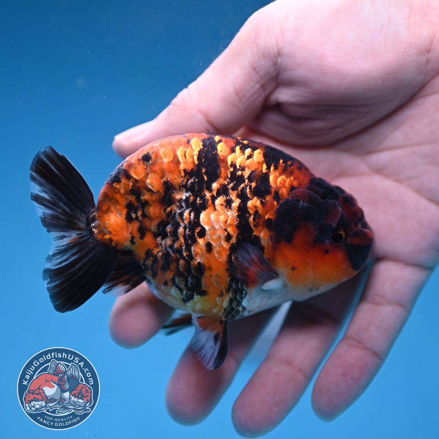 Tiger Ranchu 3.5 inch Body (260227_RC05)
