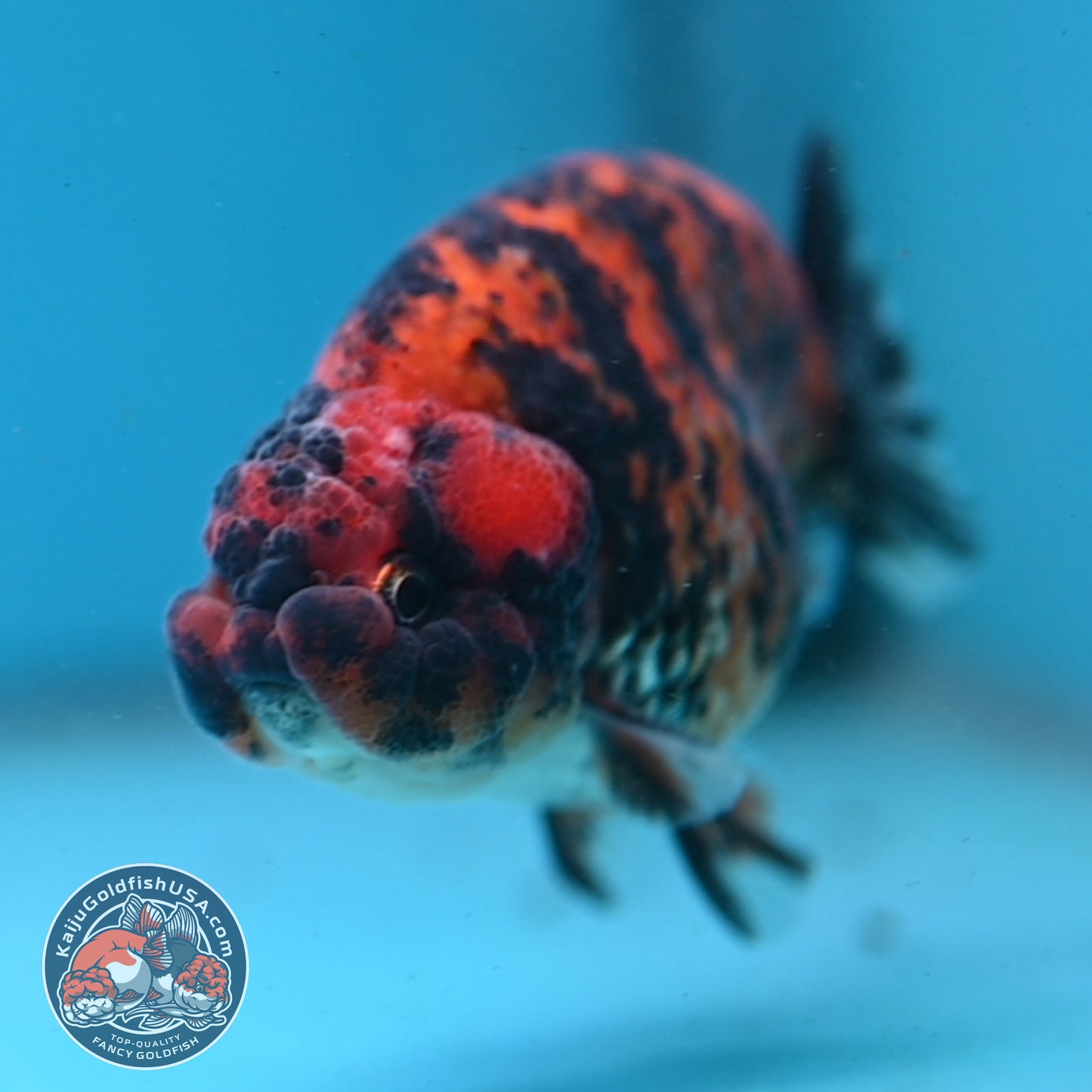 Tiger Ranchu 3.5 inch Body (260227_RC05)