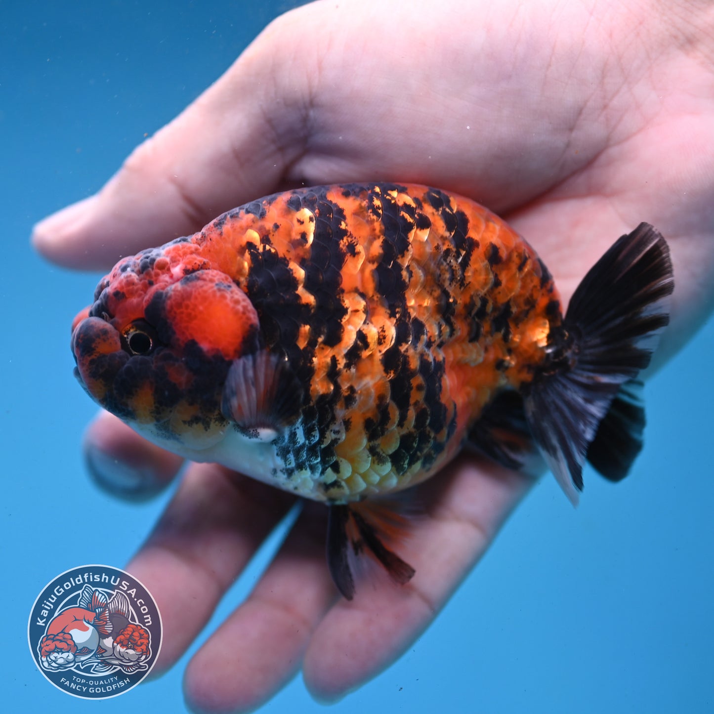 Tiger Ranchu 3.5 inch Body (260227_RC05)
