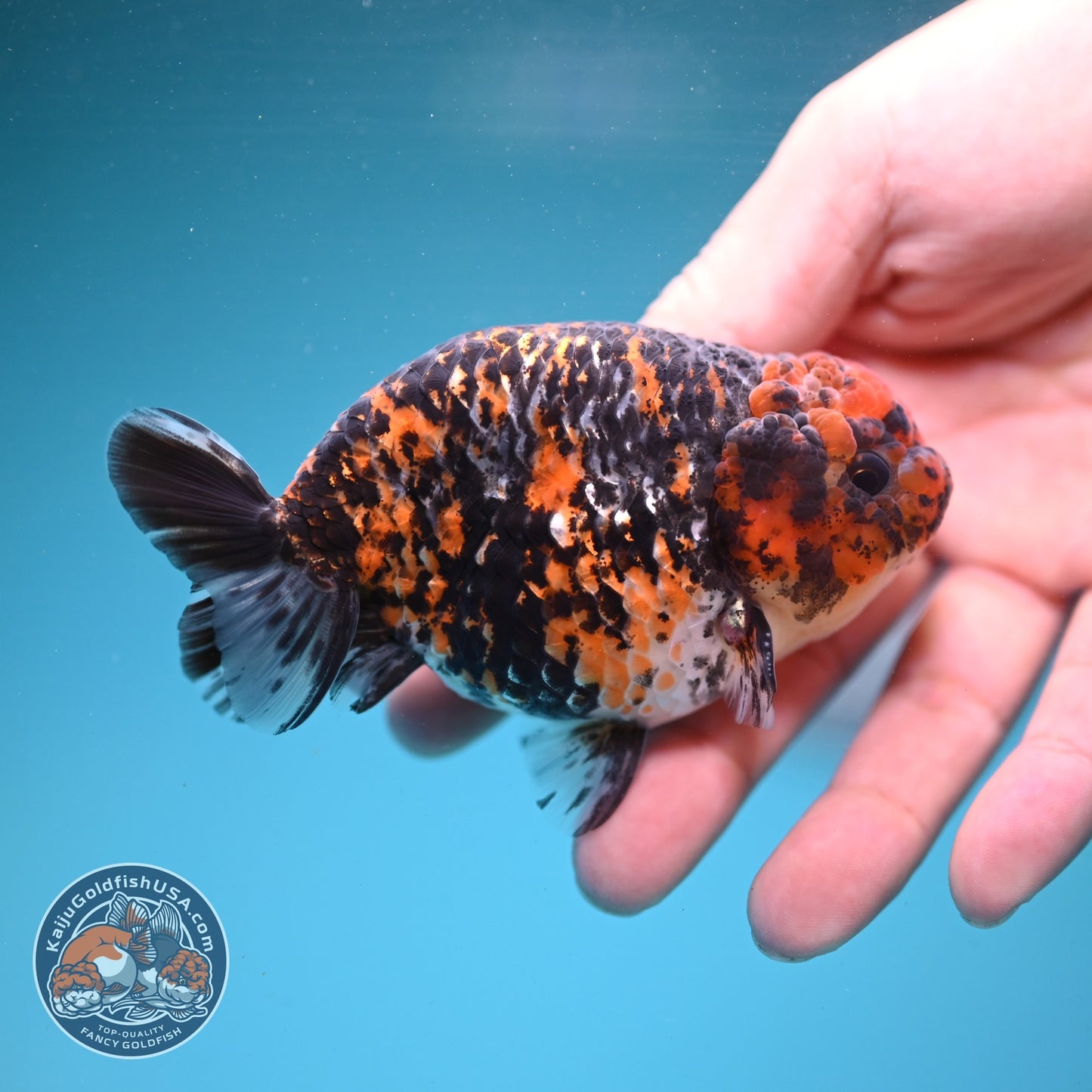Tiger Ranchu 3.5 inch Body (260904_RC01)