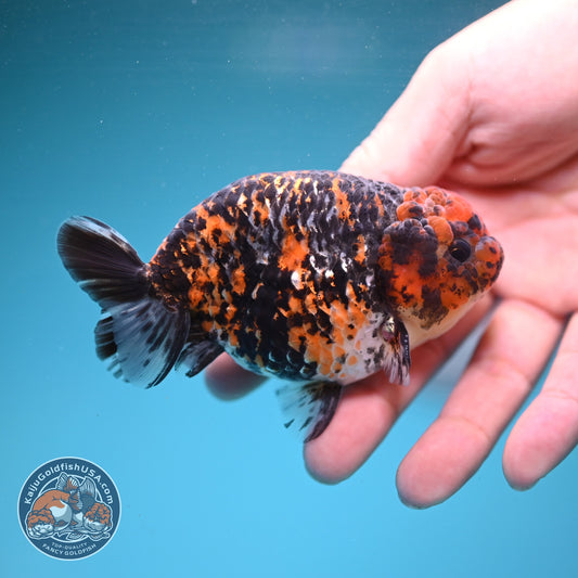 Tiger Ranchu 3.5 inch Body (260904_RC01)
