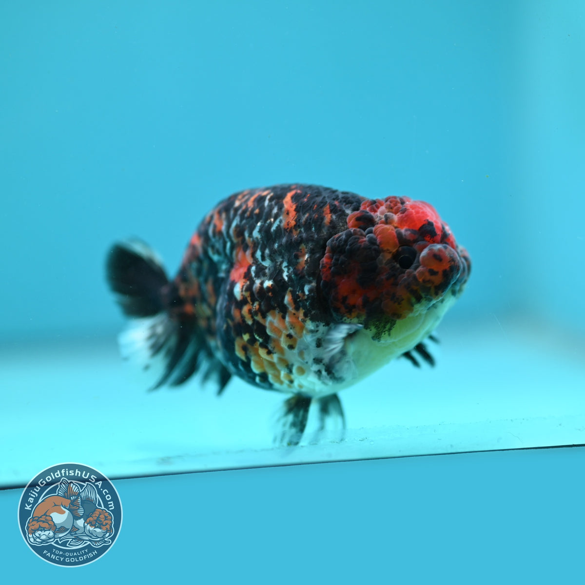 Tiger Ranchu 3.5 inch Body (260904_RC01)