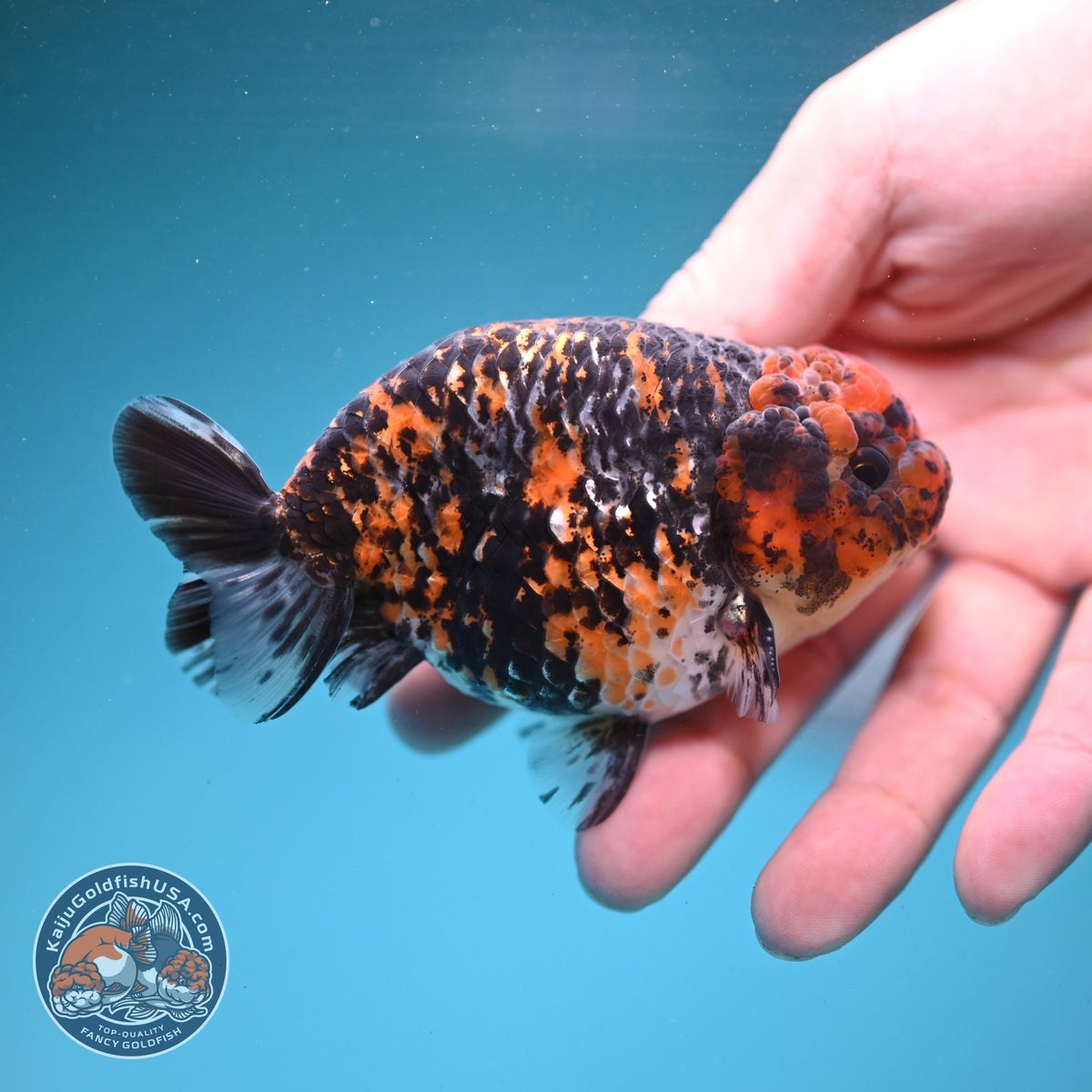 Tiger Ranchu 3.5 inch Body (260904_RC01)