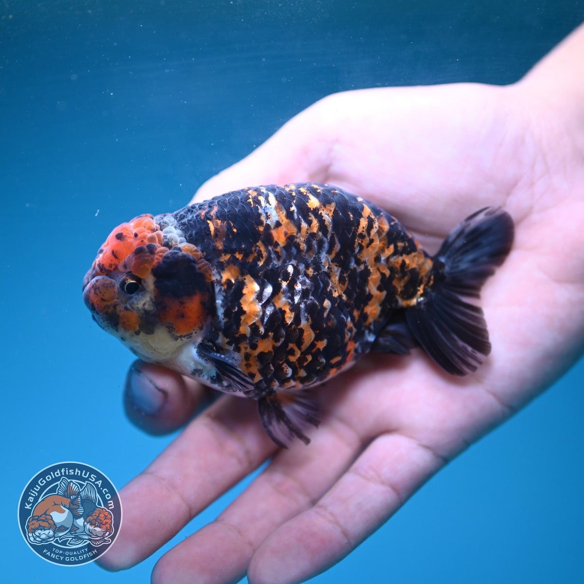 Tiger Ranchu 3.5 inch Body (260904_RC01)