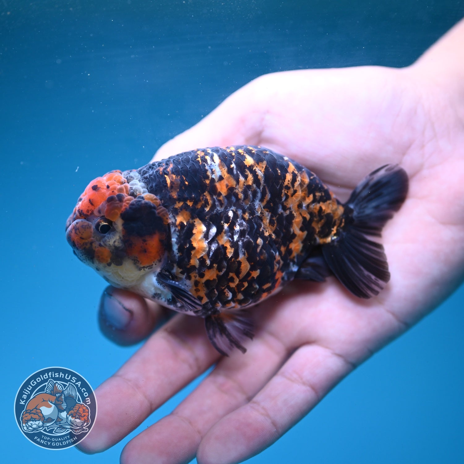 Tiger Ranchu 3.5 inch Body (260904_RC01)