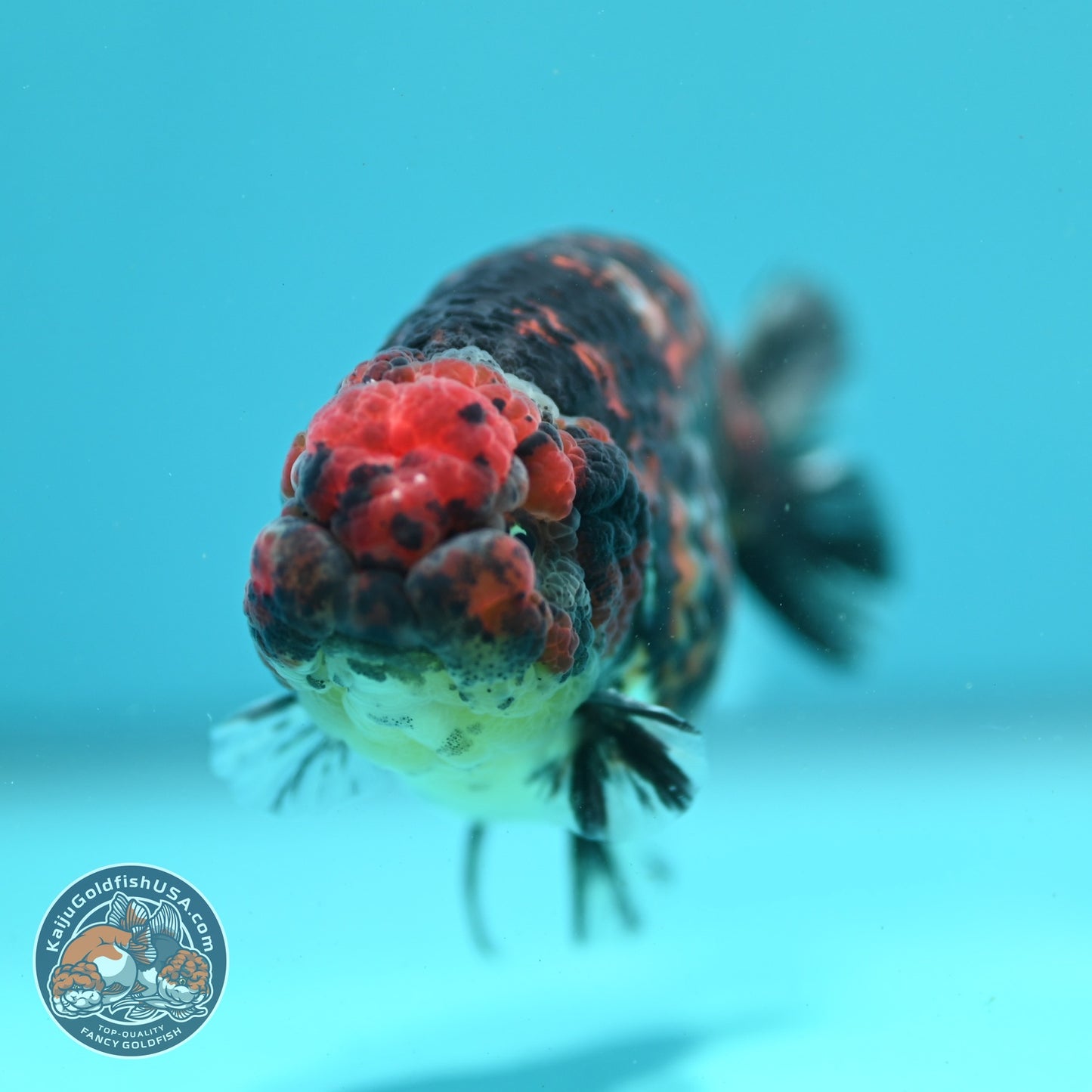 Tiger Ranchu 3.5 inch Body (260904_RC01)