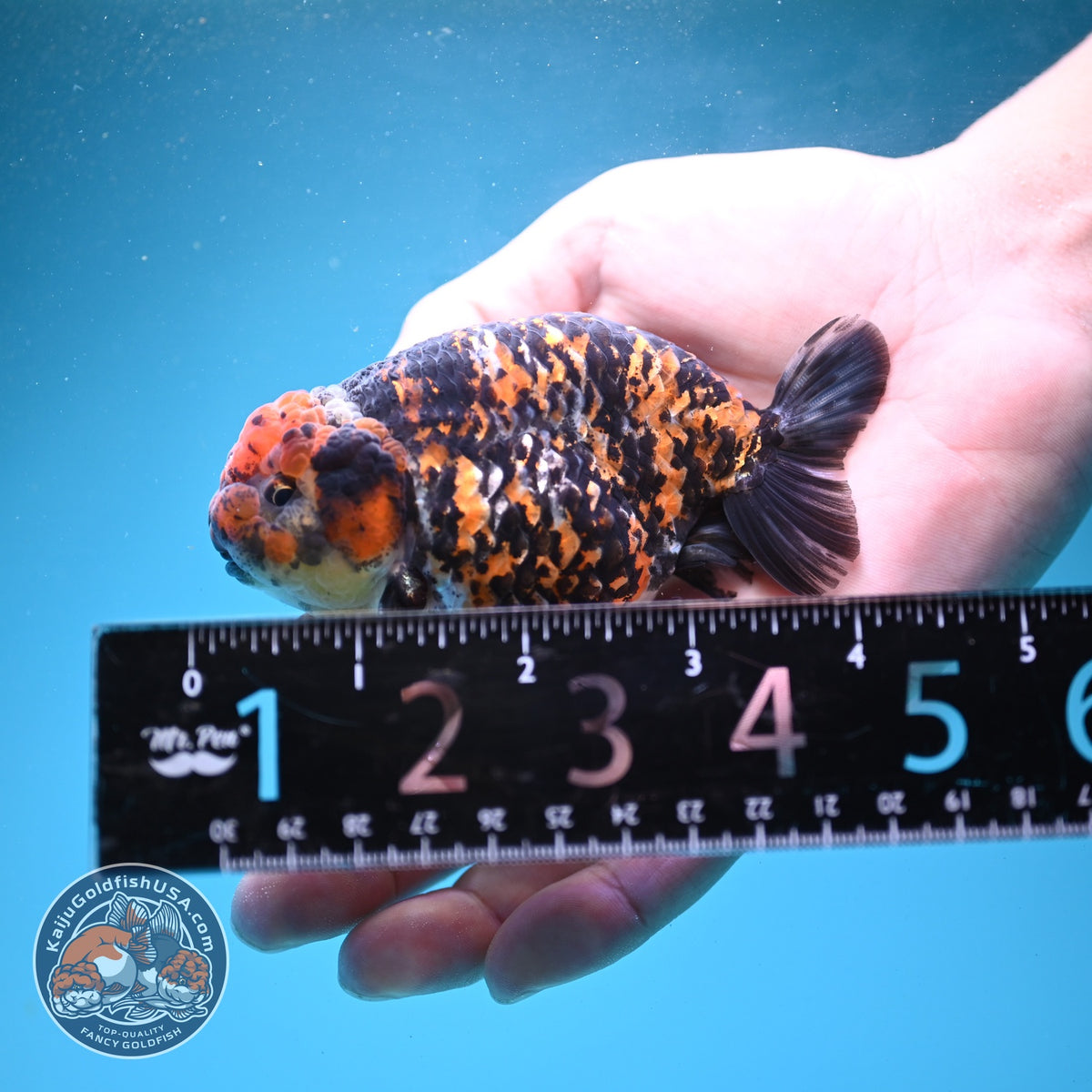 Tiger Ranchu 3.5 inch Body (260904_RC01)