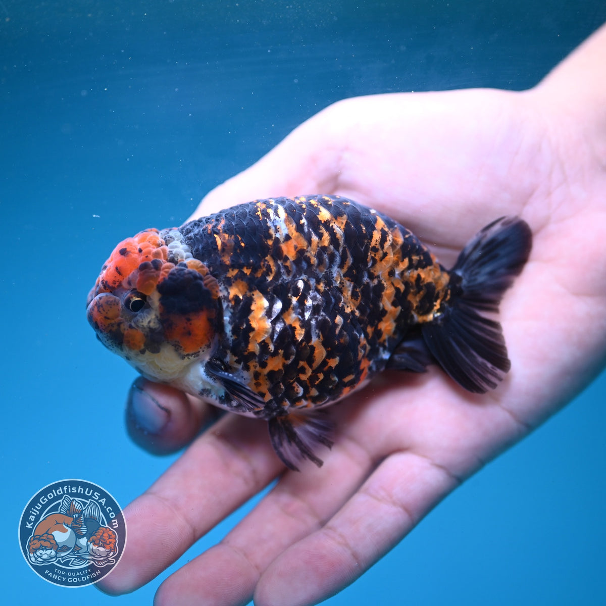 Tiger Ranchu 3.5 inch Body (260904_RC01)