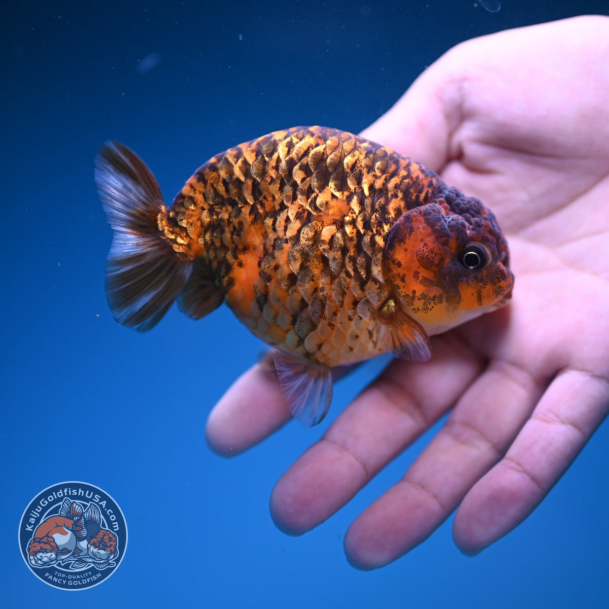 Tiger Ranchu 3.5 inch Body (261016_RC04)