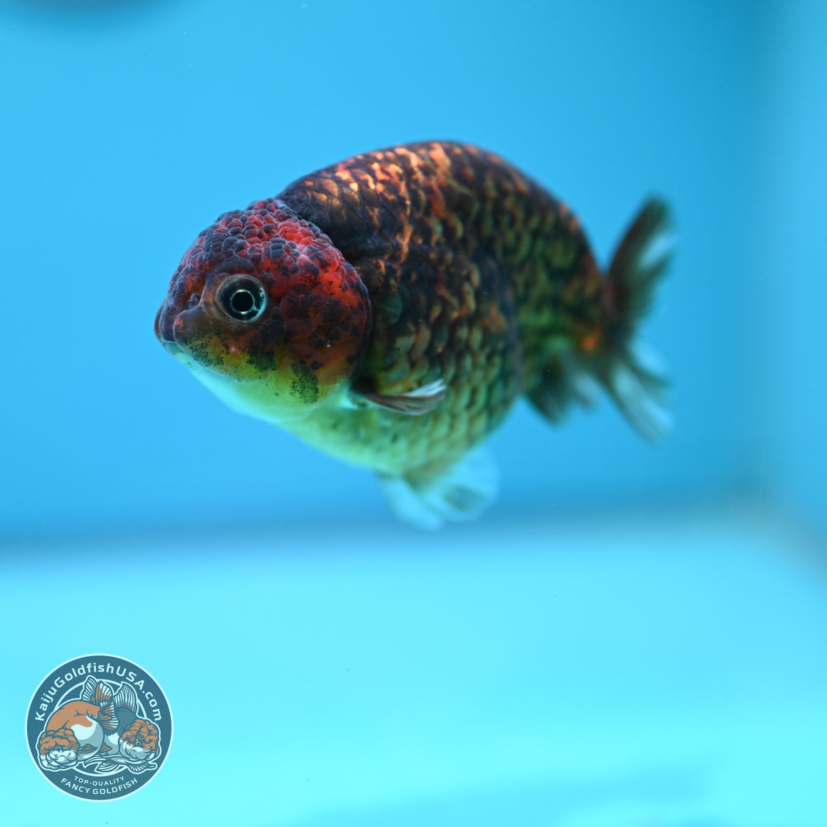 Tiger Ranchu 3.5 inch Body (261016_RC04)