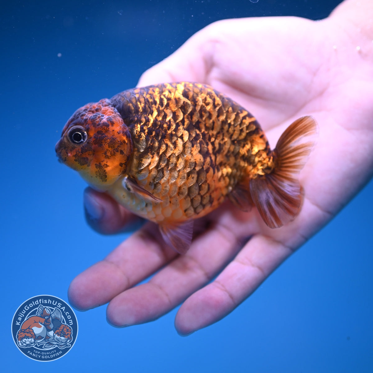 Tiger Ranchu 3.5 inch Body (261016_RC04)