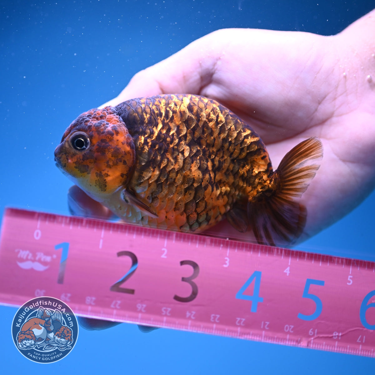 Tiger Ranchu 3.5 inch Body (261016_RC04)