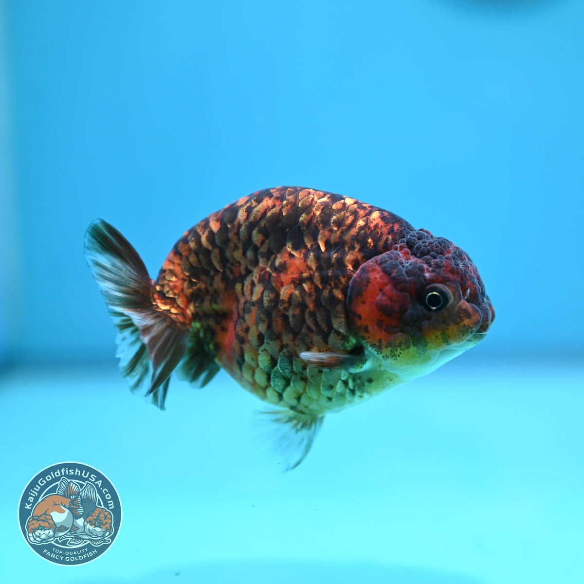 Tiger Ranchu 3.5 inch Body (261016_RC04)