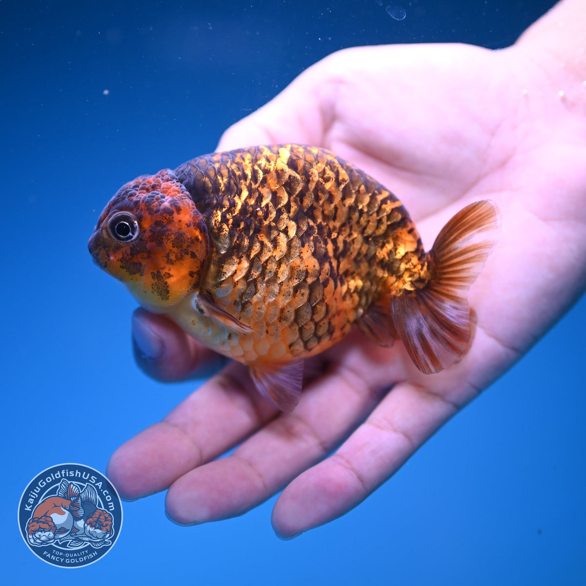 Tiger Ranchu 3.5 inch Body (261016_RC04)