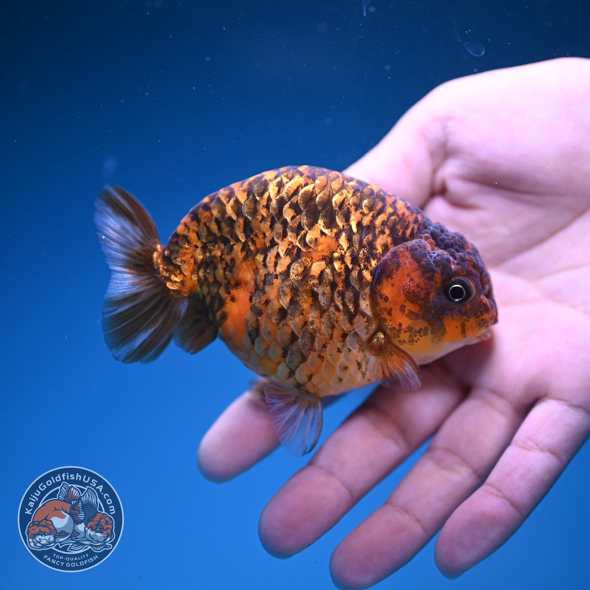 Tiger Ranchu 3.5 inch Body (261016_RC04)