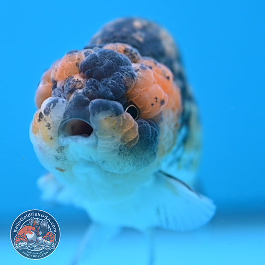 Tiger Ranchu 3.75 inch Body (251017_RC04)