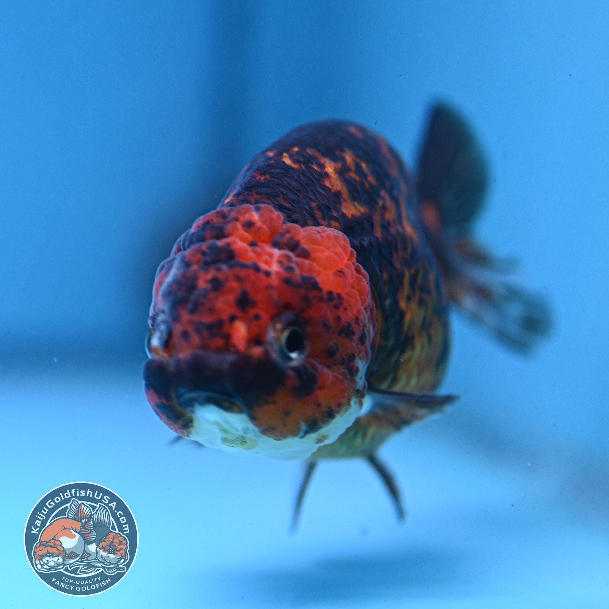 Tiger Ranchu 4 inch Body (251107_RC03) – Kaiju Goldfish USA