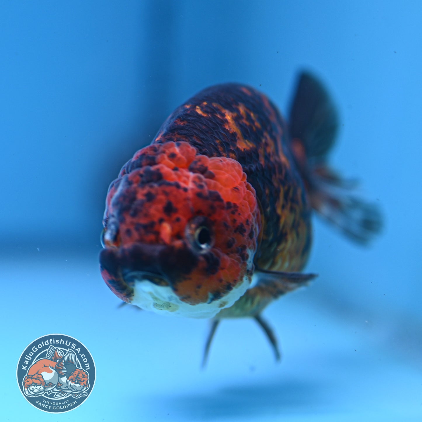 Tiger Ranchu 4 inch Body (251107_RC03)