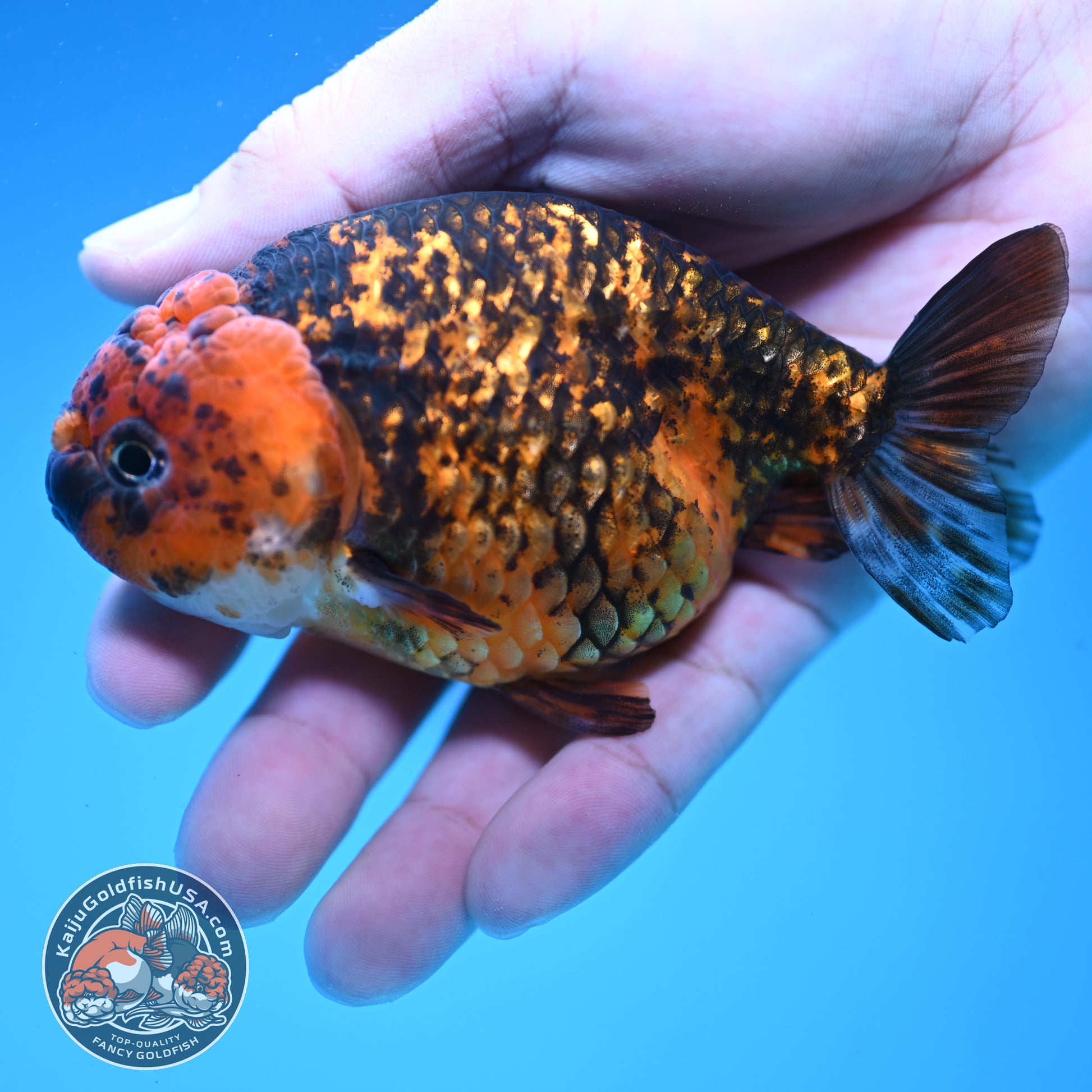 Tiger Ranchu 4 inch Body (251107_RC03)